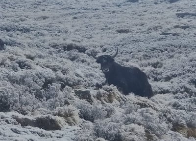 Yak at Himalayan Kyanjin Ri