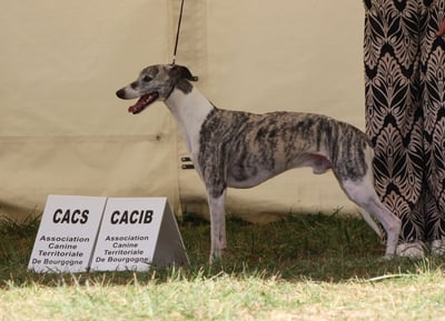 Whippet en exposition canine