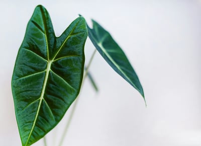 Alocasia 'Frydek'