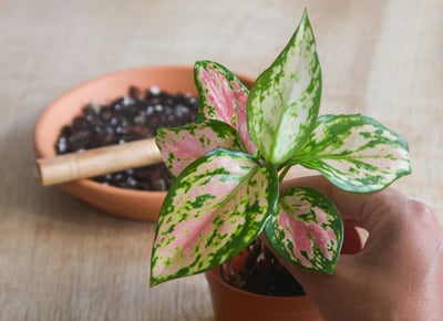 Aglaonema Red Valentine