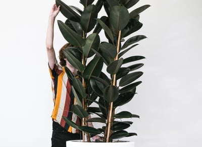 Mature Ficus Elastica ''Abidjan'