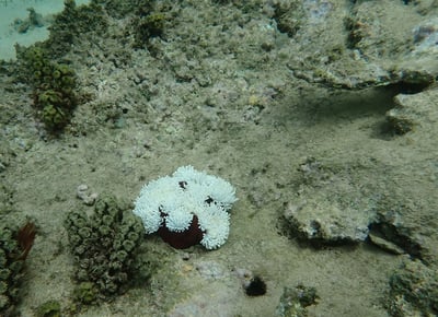 Bleached anemone in Bel Ombre (June 2025)