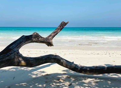 Tronc d'arbre sur une plage paradisiaque d'Havelock, îles Andaman et Nicobar.
