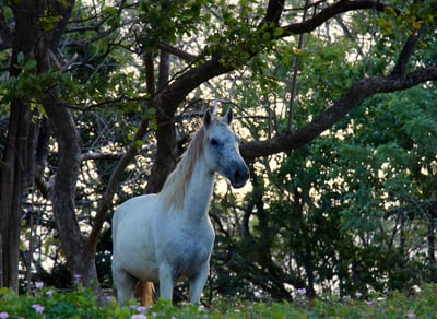 wild horses