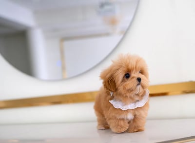 Teacup Maltipoo Puppies for Sale