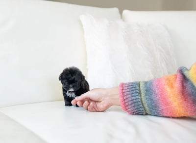 Teacup Maltipoo Puppies for Sale