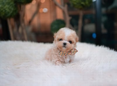 Teacup Maltipoo Puppies for Sale