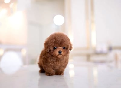 Teacup Maltipoo Puppies for Sale