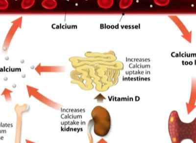 Get Calcium, Vitamin D & Parathyroid Hormone Disorder In Hyderbad