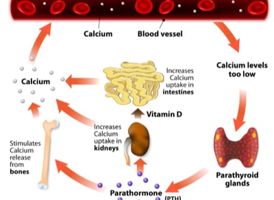 parathyroid hormone disorder