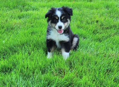 Miniature Australian Shepherd Puppies for Sale
