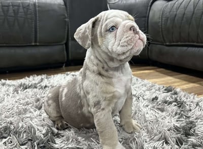 English Bulldog puppies for sale