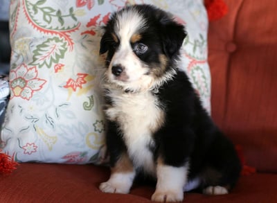 Miniature Australian Shepherd Puppies for Sale