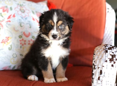 Miniature Australian Shepherd Puppies for Sale