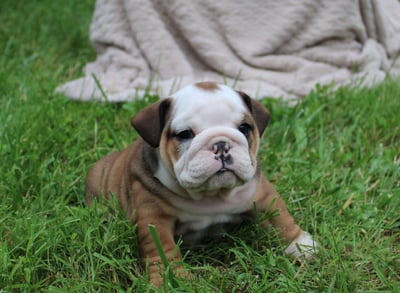 English Bulldog puppies for sale