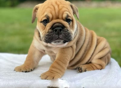 English Bulldog puppies for sale