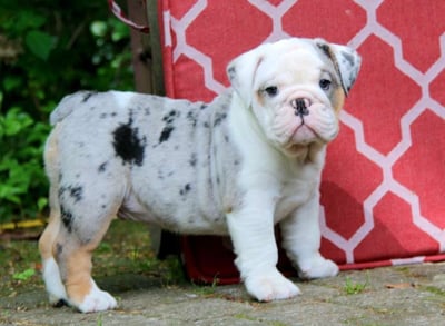 English Bulldog puppies for sale