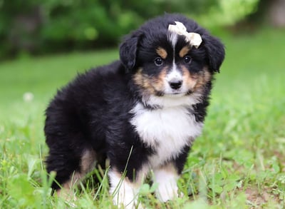 Miniature Australian Shepherd Puppies for Sale