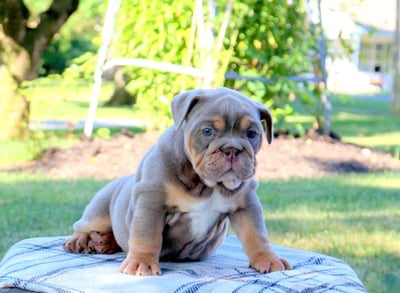 English Bulldog puppies for sale
