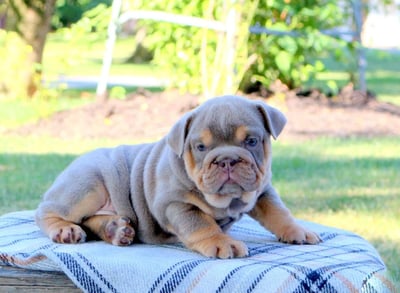 English Bulldog puppies for sale