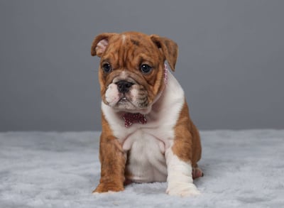 English Bulldog puppies for sale