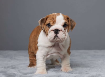 English Bulldog puppies for sale