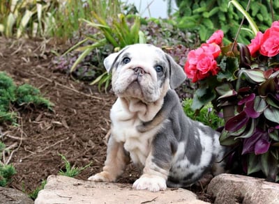 English Bulldog puppies for sale