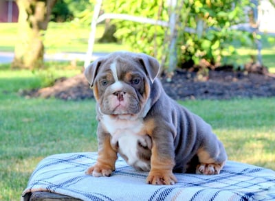 English Bulldog puppies for sale