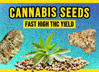 Cannabis Seeds