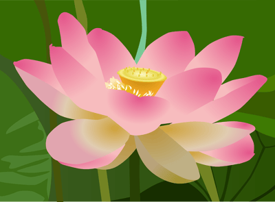 Lotusblume