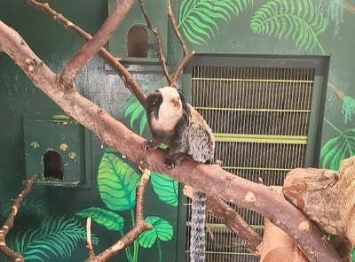 Wildlife Safari - Marmoset & Tamarin monkeys less then 2 pounds are endangered
