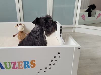 Femelle Schnauzer miniature gestanate