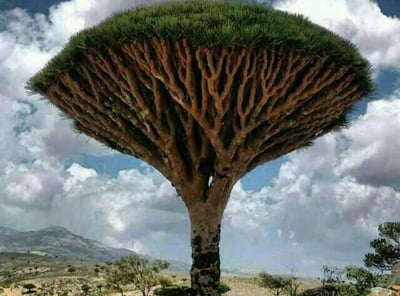 Socotra Guide