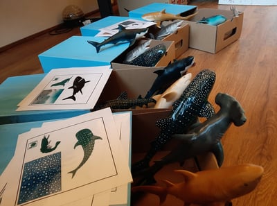 différentes figurines de requins, avec leur boite et des cartes décrivant les requins