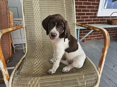 German Shorthaired Pointer Puppies for Sale 