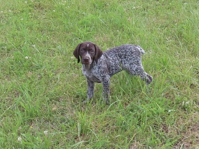 German Shorthaired Pointer Puppies for Sale 