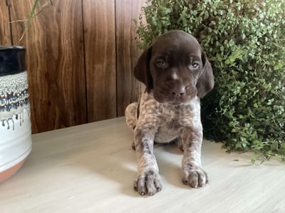 German Shorthaired Pointer Puppies for Sale 