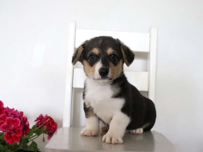Pembroke Welsh Corgi Puppies for Sale