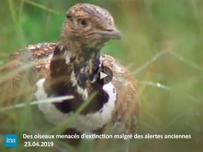 Pesticides oiseaux biodiversité menacé extinction