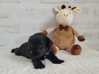 Chiot Schnauzer et sa girafe
