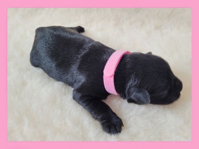Chiot Schnauzer miniature