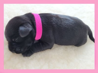 Chiot élevage Diamants Noirs d'Also
