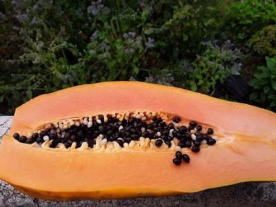 Organic papaya Faial da Terra