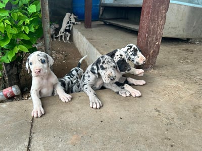 Dane Puppy