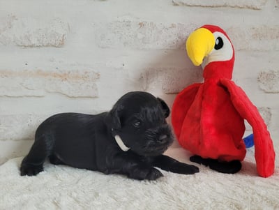 Chiot Schnauzer miniature