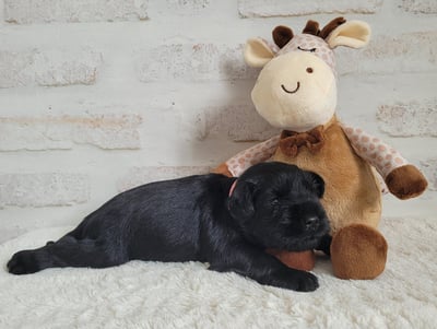Chiot Schnauzer nain noir