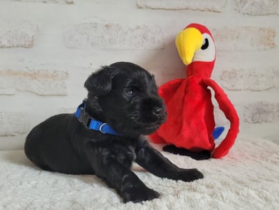 Chiot des Diamants Noirs d'Also