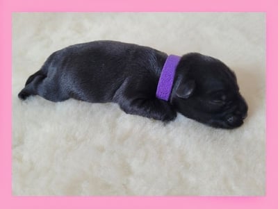 Chiot Schnauzer nain