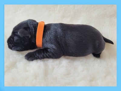 Chiot mâle Schnauzer miniature