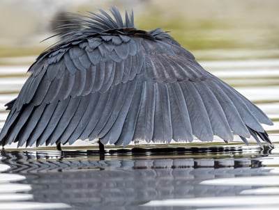 A Black Heron stands elegantly in shallow water, its dark feathers contrasting with the surrounding 